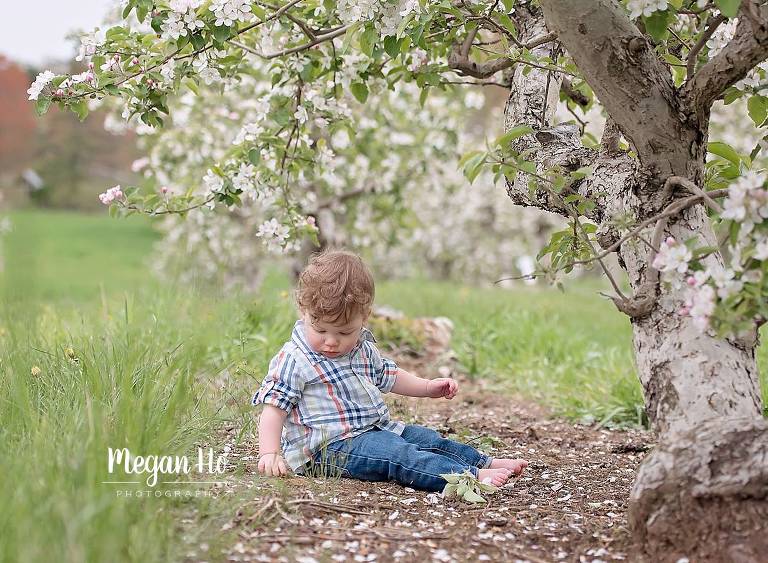apple tree with blossoms in southern nh little boy looking down playing. in dirt